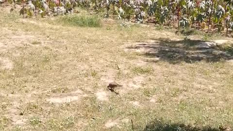 The poplar is luxuriantly growing many leaves