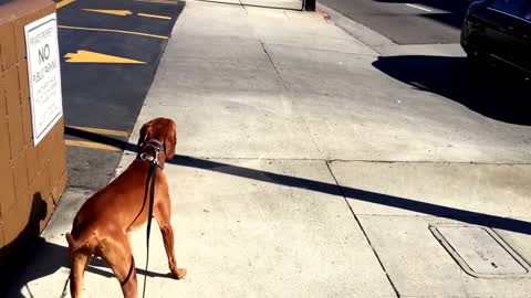 Teaching your dog to be less fearful of cars, loud noises, etc.