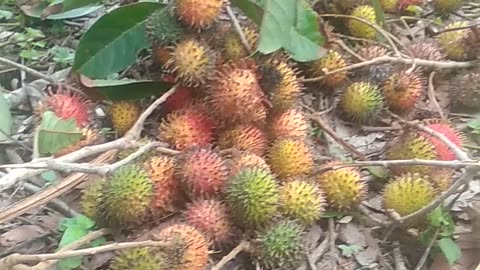 ada orang dalam bisa makan