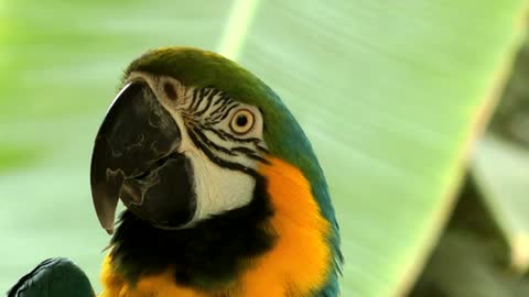 Sweet Colorful Bird Parrot 🦜🦜🦜