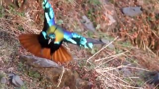 National Bird of Nepal - Himalayan monal (Lophophorus impejanus) dance