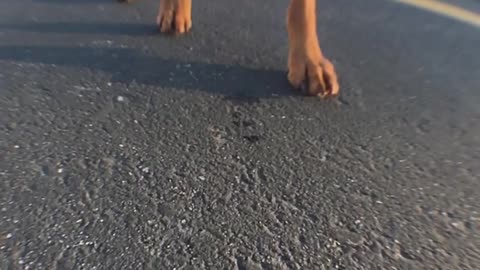 Fisheye lense slowmo dog eats treat parking lot