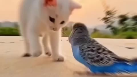 Cat & Parrot Beautiful Video