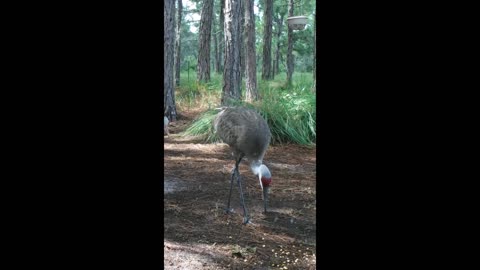 Saturday Sandhill Crane Visit. - 1