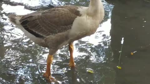 Goose & swan playing little water