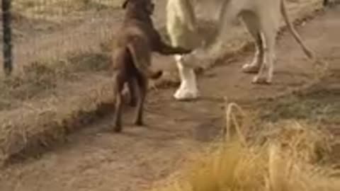 Lion vs dog amazing