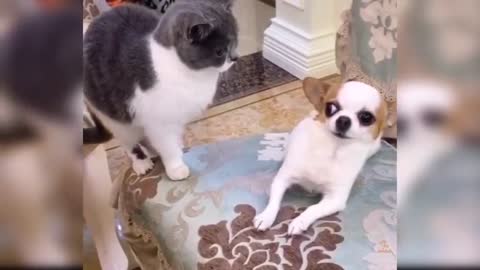 Cute & funny dogs video