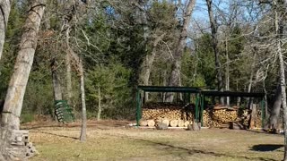 Felling a Dead Oak Exactly