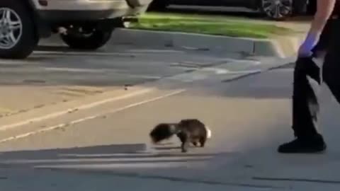 Ontario police officer rescues skunk from McFlurry cup Watch it