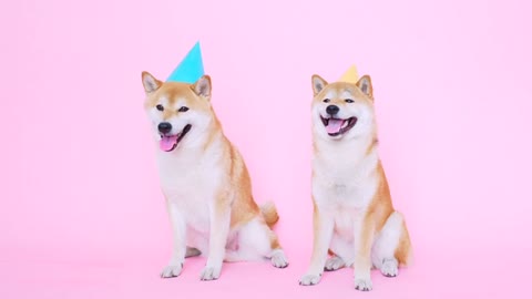 Cute Shiba Inu Dogs With Party Hats