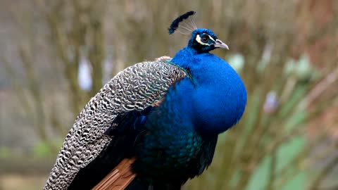 Glamorous Peacock