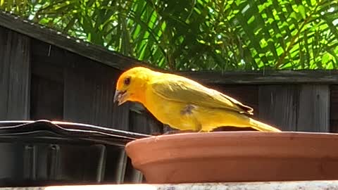 Saffron Finch / Canary Male (Daddy)