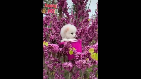 Mini Squirrel Dog Funny and Cute Pomeranian Videos #2