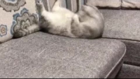 kitten exercise