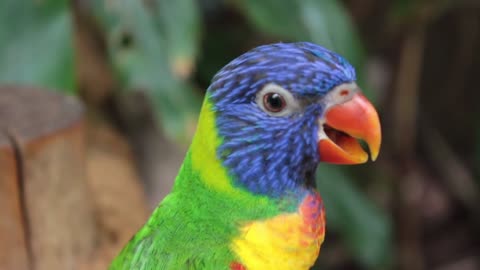 Cute Smart And Funny Parrots - Parrot | Super