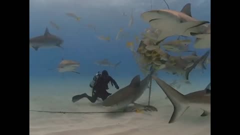 Tiger Sharks approach