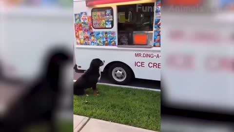 Cat selling ice cream :)