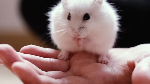 cute hamster eating food so much faster💘