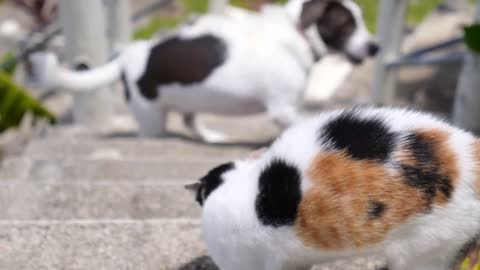 Conflict Between Dog and Cat Outdoors. Funny Animal Quarrel