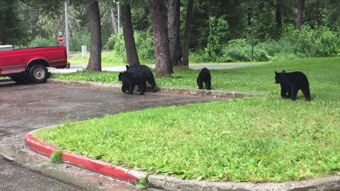 Bears Hop in Back of Truck