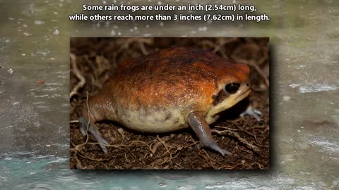 Rain Frog facts: The Squeaky Frog | Animal Fact Files