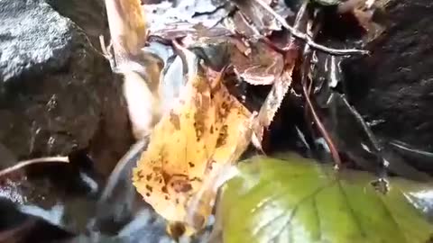 Water Flowing, Autumn Leaves, The Wind In The Tree's So Relaxing