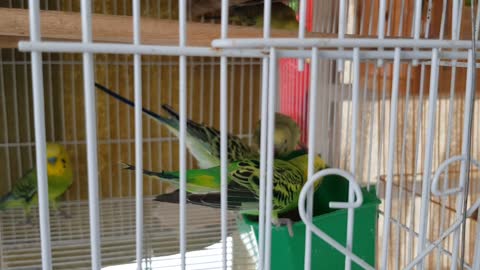 My birds