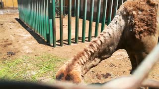 Baby Feeds Hungry African Camel In Zoo