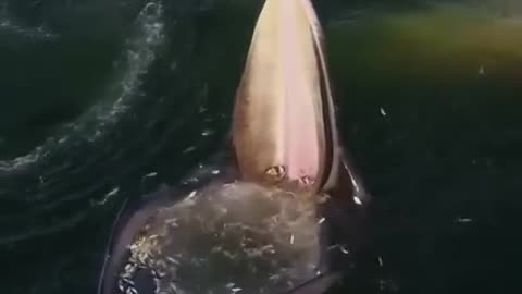 biggest humpback whale in sea🎇🎇