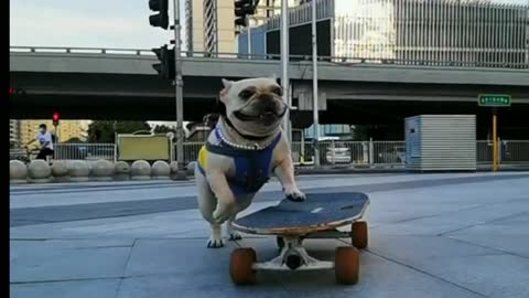 Amazing Skateboarding Dog.