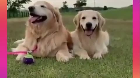 Cute & Funny Dog Videos