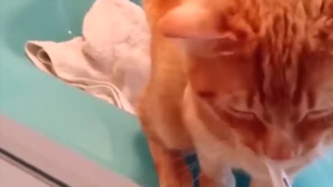 2 MINUTE FUNNIEST CLIPS OF CAT VIDEOS IN THE WORLD COMPILED