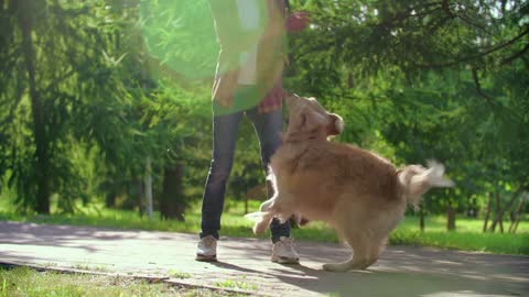 Sweetie Puppy Playing With Owner In The Park- Joyful Moments!