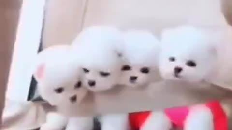 Sweet puppies. love cute doll puppies