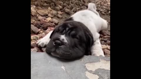 cut puppy_ dogs funny video__animal world..