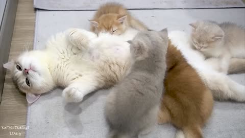 Top videos of mother cat showing love to her kittens. The sound of happiness [Part 3]