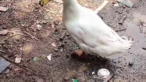 White Duck for Adoption #cat #dog #catlover #doglover #animals #pets #instastrays