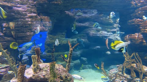 A view of fish swimming at the bottom of the sea