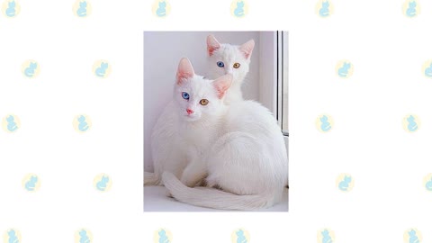 Khao Manee Cat Vs Turkish Angora Cat!