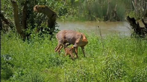 Deer feeding her fawn milk Video