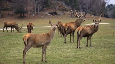 A group of red deer