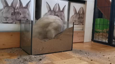 Rabbit digging