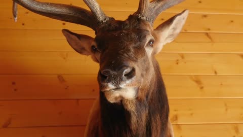 Large trophy elk mount on the wall