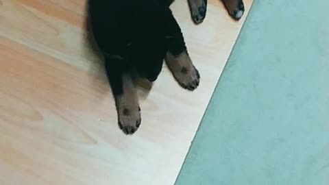 Sweet puppy under the table, baby Shiba dog.