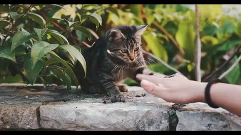 funny cat videos