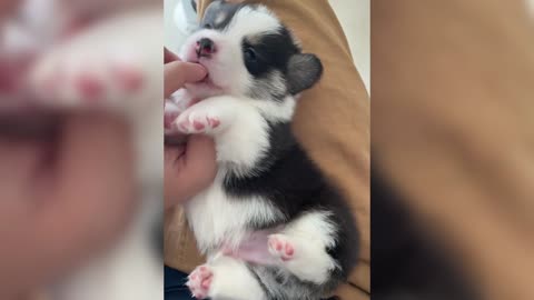 Cute little corgi