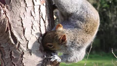 Watch what this squirrel does Does ?