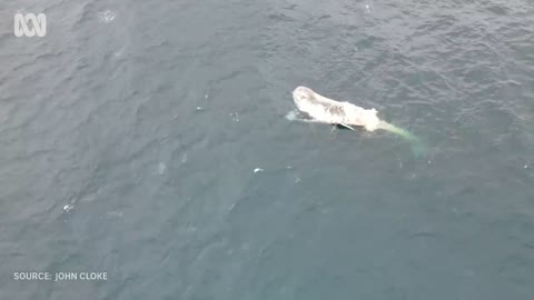 Shark feeding frenzy off Australian coast 🐋🦈 | Animals | ABC Australia