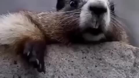 Funny animal! FunnyVideoEntertainment1