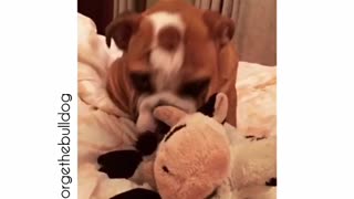 Bulldog puppy farts!!